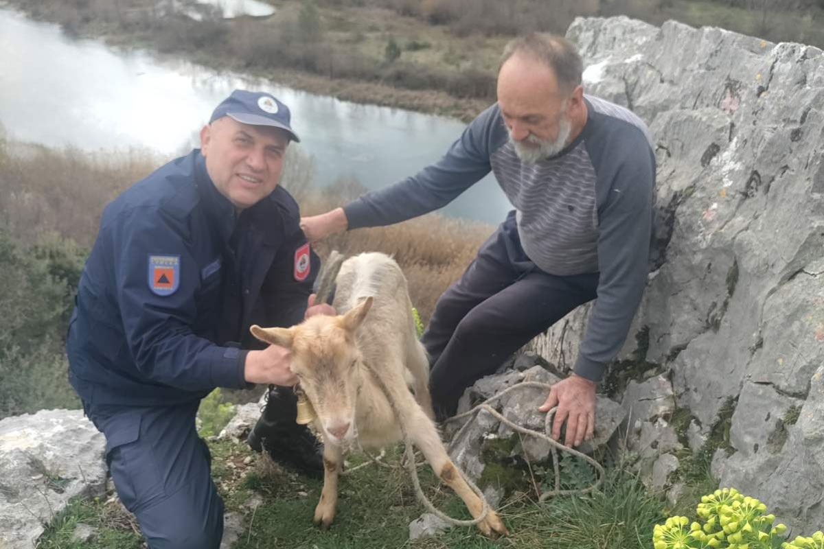 Psi lutalice napali koze, jedna se spasila