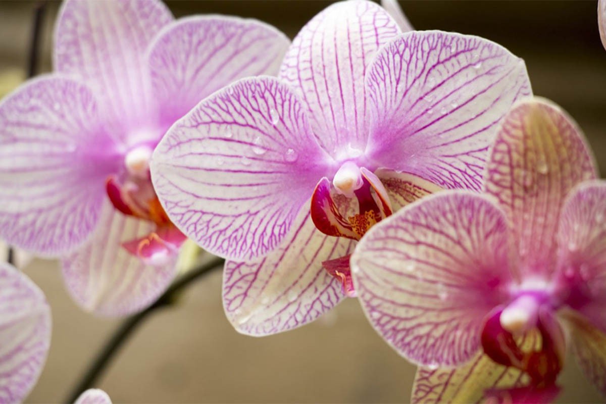 Uz pomoć ovog rastvora vaša orhideja će ponovo procvjetati