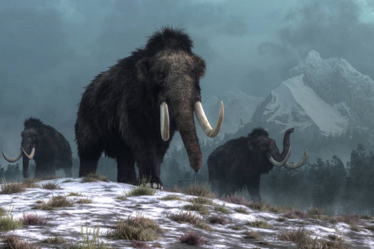 Amerikanci imaju plan za oživljavanje mamuta