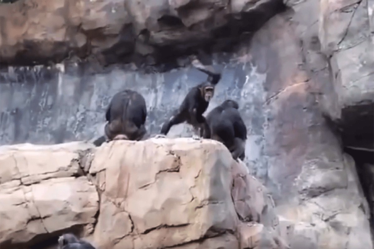 Majmun gađao publiku kamenjem, reagovala njegova majka (VIDEO)