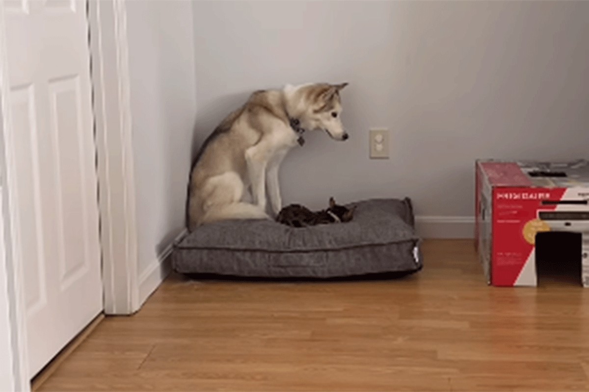 Mačka ukrala krevet haskiju (VIDEO)