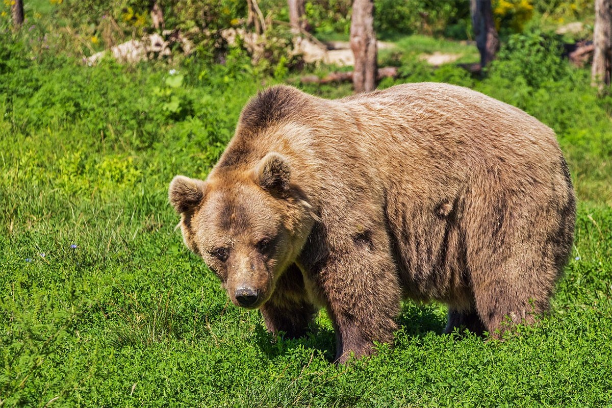 Lov na medvjede odobren nakon dvije decenije