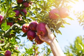 U Hrvatskoj u 2023. godini proizvodnja voća pala za 20 odsto