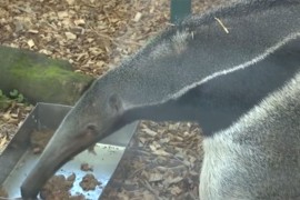 Beogradski zoo-vrt dobio novog stanovnika