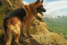 Heroj sa Košara: Jedini pas koji je dobio čin majora u Srbiji (VIDEO)