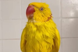 Pogledajte kako ova simpatična papiga pjeva pod tušem (VIDEO)
