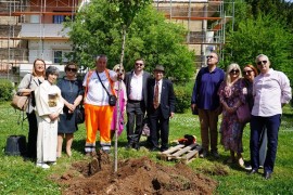 Festival japanske trešnje: U Mostaru raste više od 200 stabala