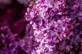 Kad zamirišu jorgovani: Biljka koja cvjeta samo tri sedmice u godini