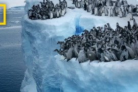 Prvi put snimljeno: 700 mladih pingvina skočilo u vode Antarktika  ...