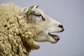 Kopa jamu za 3.000 ovaca: Prisiljen je da ih sve ubije
