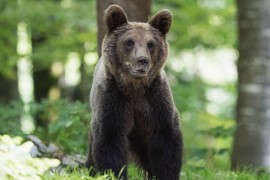 Medvjed "upao" na sahranu u Rumuniji