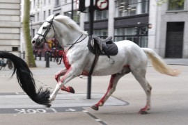 Krvavi konji na ulicama Londona (VIDEO)