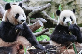 Kina šalje dvije pande u Španiju