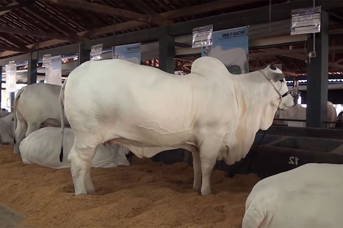 Prodata najskuplja krava na svijetu (VIDEO)