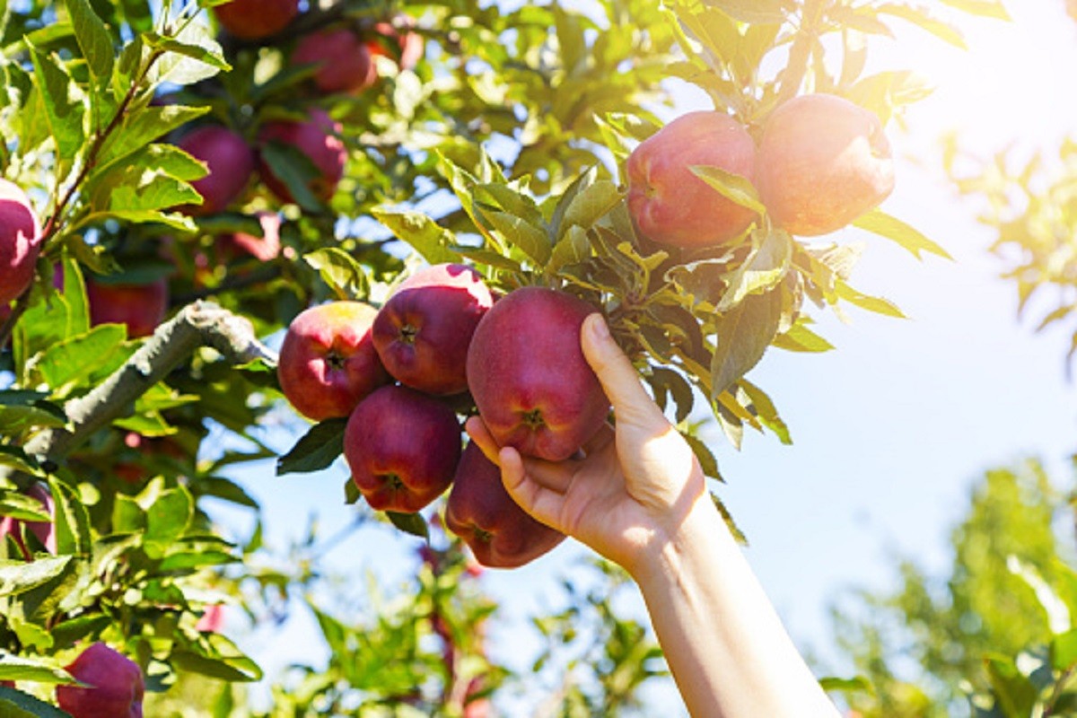 U Hrvatskoj u 2023. godini proizvodnja voća pala za 20 odsto