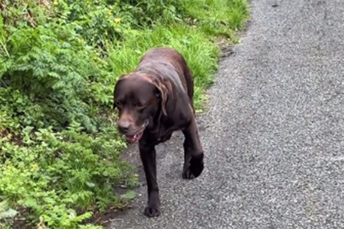 Labrador glumi da ga boli šapa da bi izbjegao šetnju: "Holivud ga zove" (VIDEO)