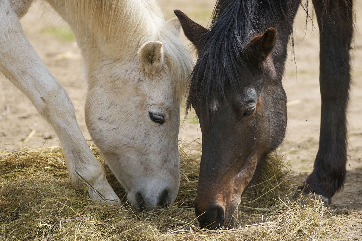 Užas u Australiji: Pronađeno više od 500 zaklanih konja