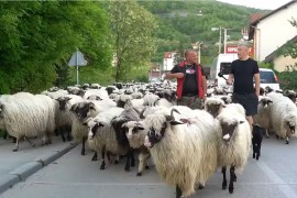 Eldin sa svojih 1.200 ovaca ide kroz BiH