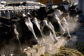 Italijanski ministar: Regulacije EU za poljoprivrednike pogoduju ...