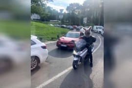 Beogradski vozači nisu skidali pogled sa zečice na motoru