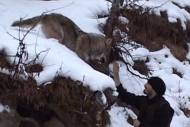 Monah iz manastira pripitomio vuka (VIDEO)