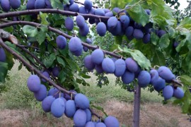 Rod voća u Srpskoj prepolovljen, neke sorte nisu ni rodile