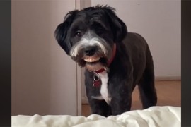 Pas ukrao bakinu protezu i prošetao "novi osmijeh" (VIDEO)