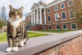 Mačak dobio počasnu diplomu američkog univerziteta