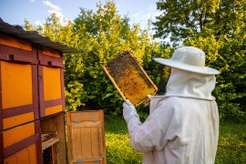 Klimatske promjene i lažni med najveći problem pčelara