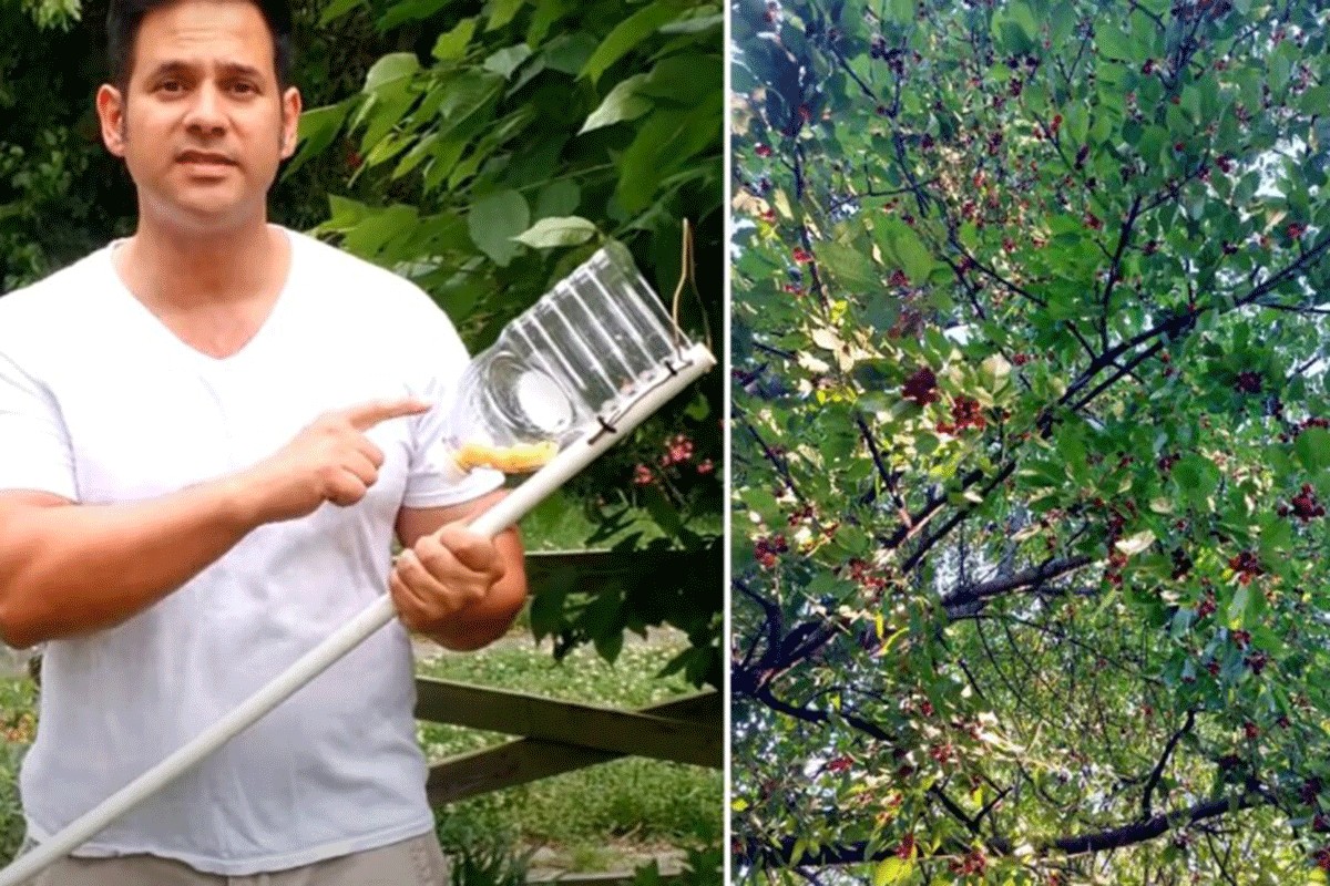 Evo kako napraviti berač za trešnje, višnje i ostalo sitnije voće (VIDEO)