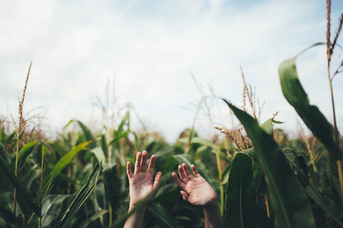 List kukuruza je ljubičast - šta je razlog?