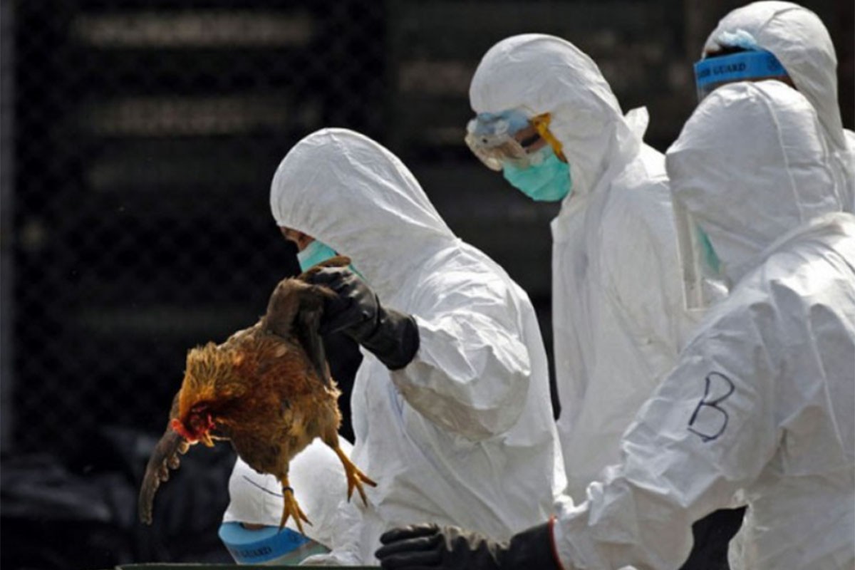 Prvi slučaj ptičijeg gripa otkriven na farmi u Australiji