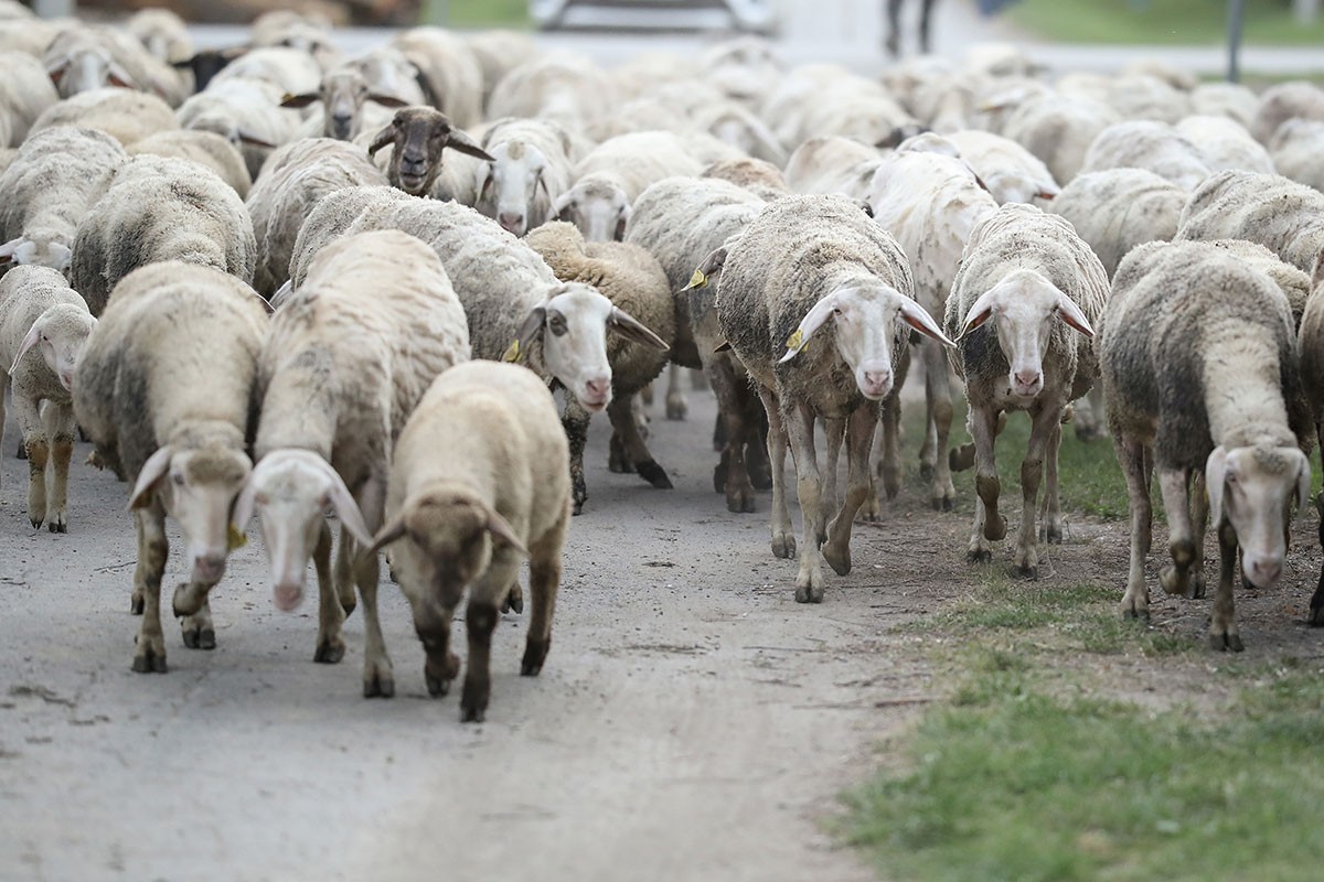 Neobičan slučaj u BiH: Dala mu ovce na čuvanje, on ih ne želi vratiti