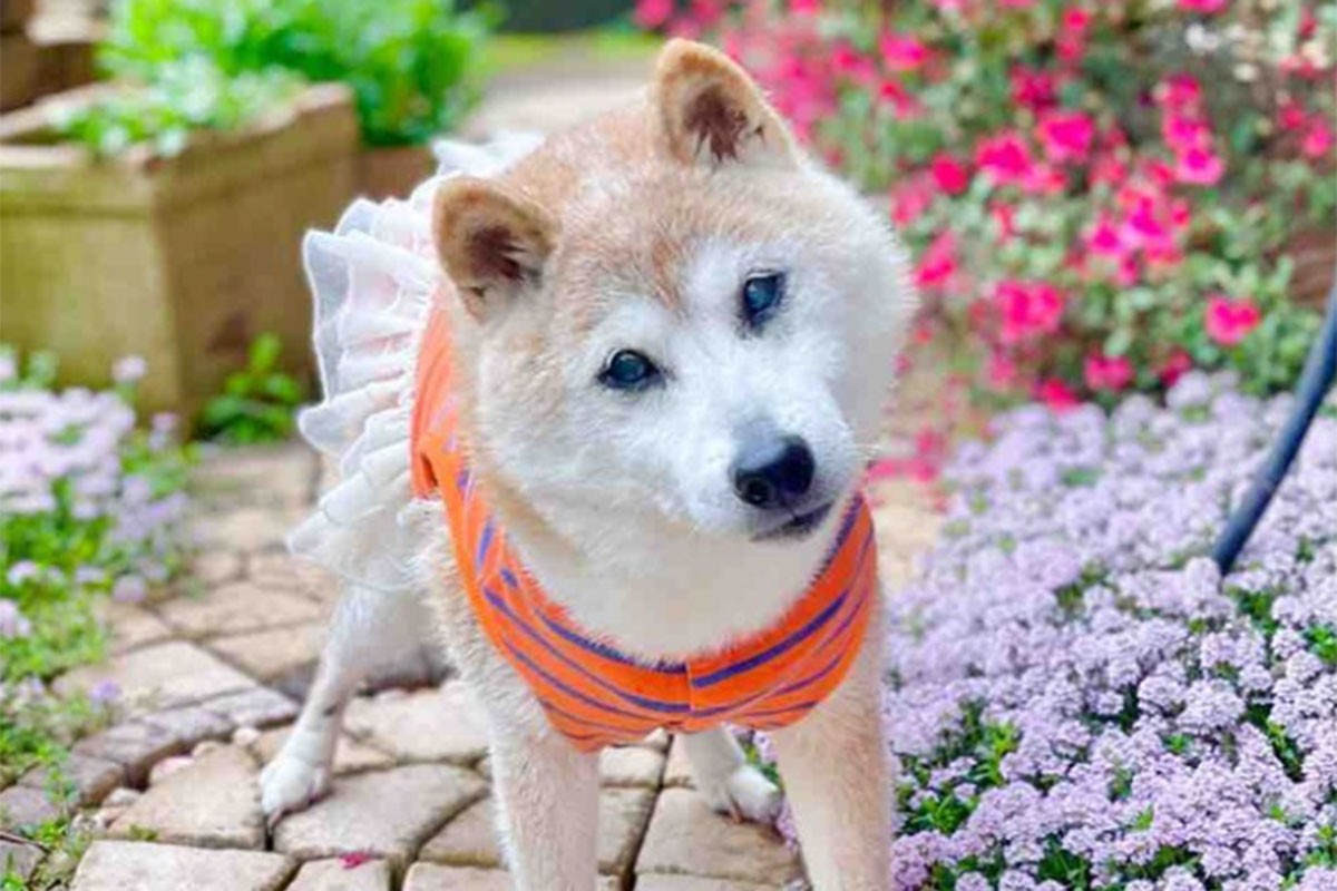 Preminuo najpoznatiji pas na svijetu: Kabosu bio zvijezda mimova
