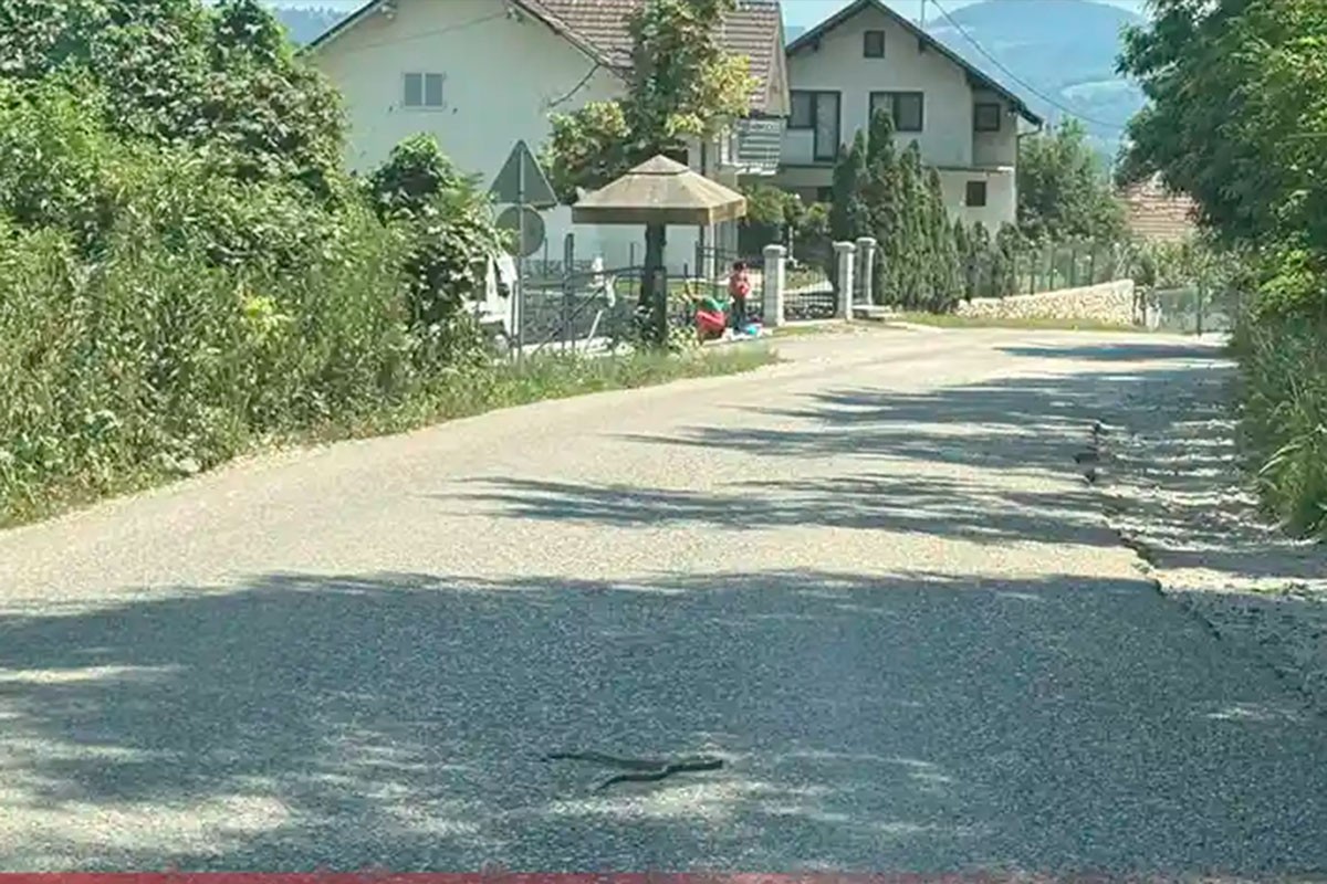 Zmija u Banjaluci izašla na ulicu (FOTO)