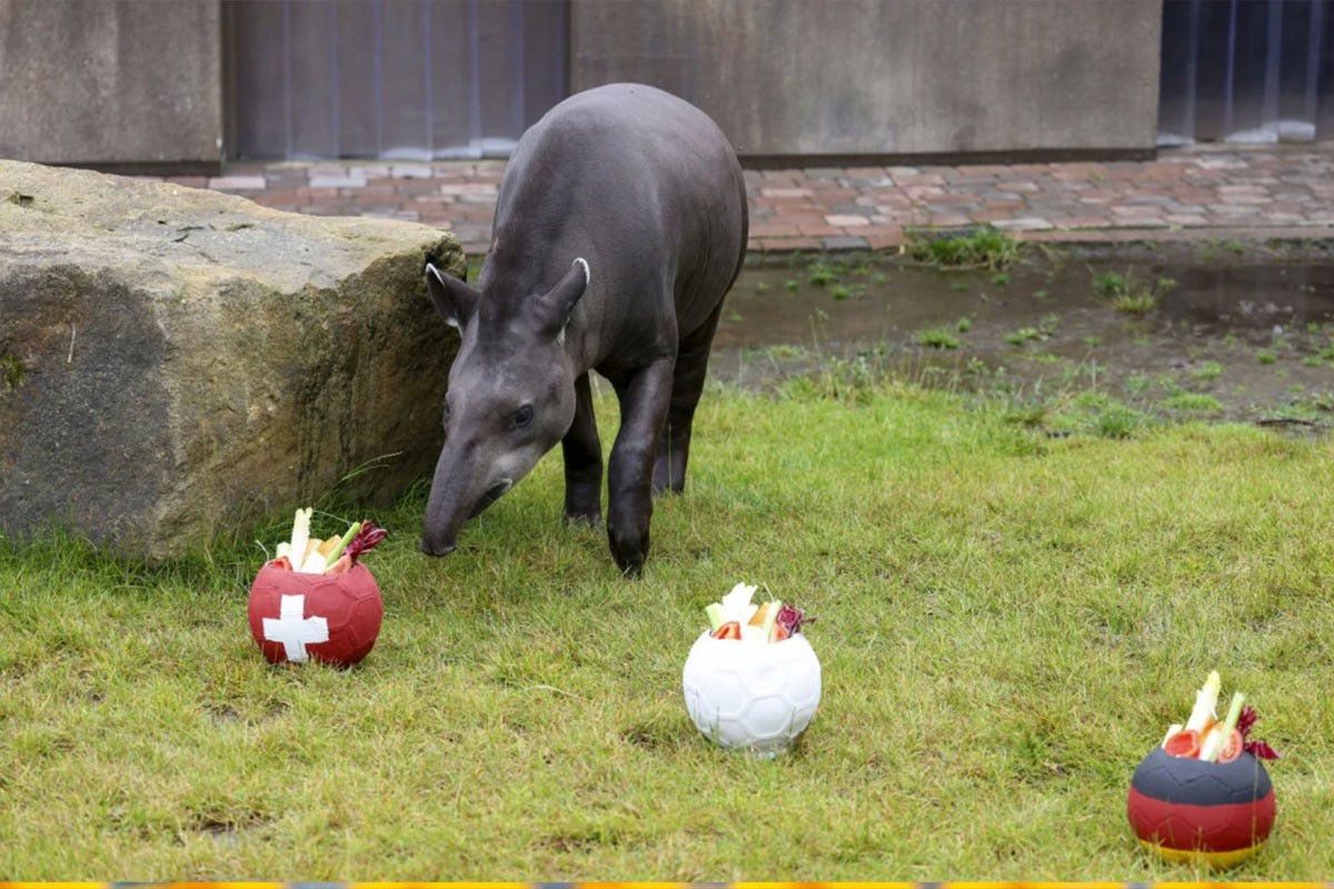 Tapir predvidio rezultate utakmice (FOTO)