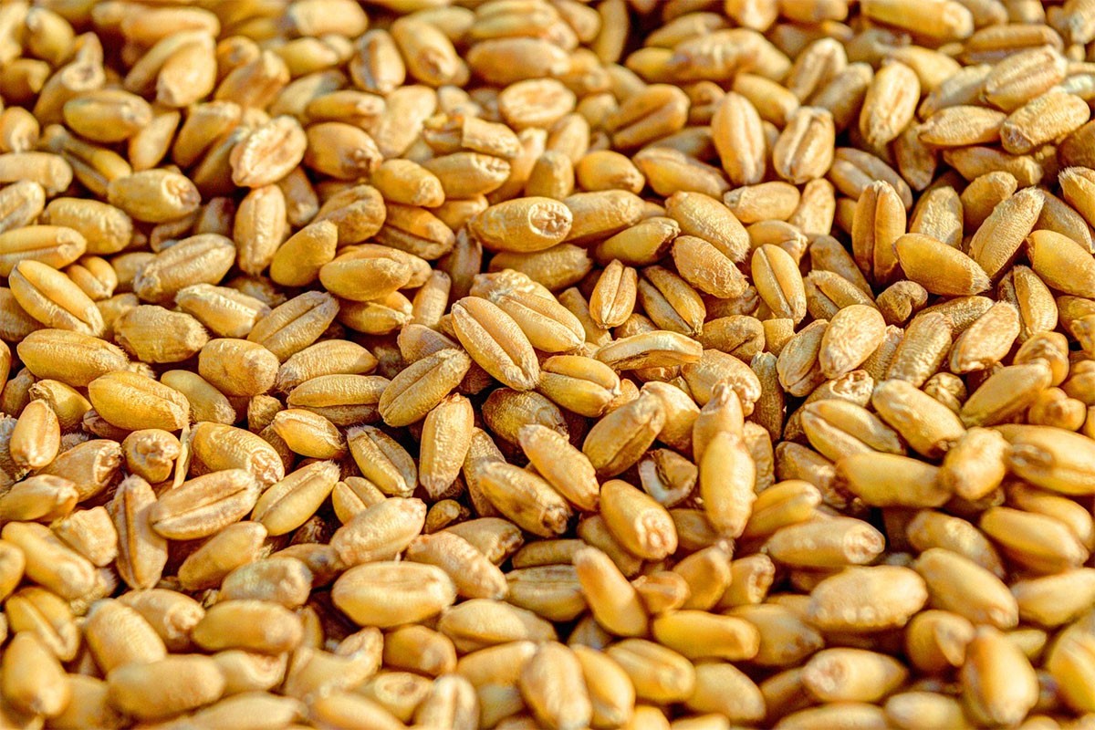Ratari priželjkuju pola marke za kilogram pšenice