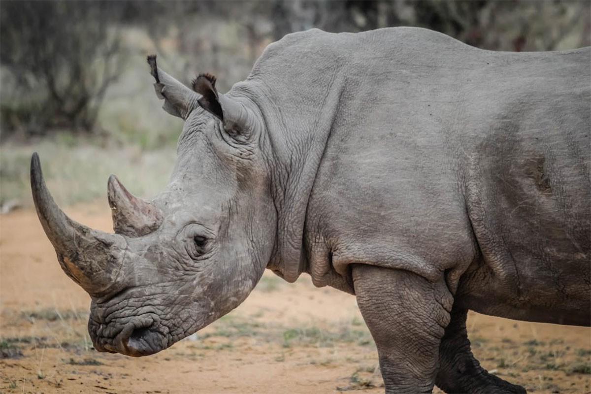 Naučnici ubrizgali radioaktivnu sustancu u rogove divljih nosoroga