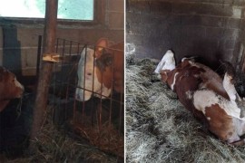 Domaćinu uginula krava: Puna ih je kuća i trebaju pomoć