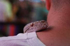 Svjetski dan zmija – "nepravedno etiketiranih gmizavaca"