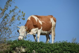Vic dana: Krava na trešnji
