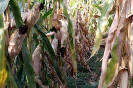Nastavak vrućina ostaviće posljedice na prinos kukuruza