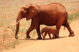 U svijetu životinja ovih 12 mama imaju najdužu trudnoću