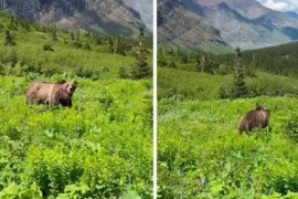 Žena u nacionalnom parku u SAD naišla na grizlija (VIDEO)