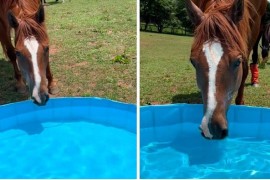 Konji prvi put vidjeli bazen, jednom od njih se jako svidio