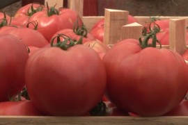 Pink rok paradajz osvaja tržište