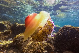 Sve više meduza na sjevernom Jadranu