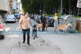 Doveli koze da ih napoje ispred "Vodovoda" u Banjaluci (VIDEO)