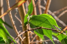 Četiri razloga zašto fikusu iznenada opada lišće