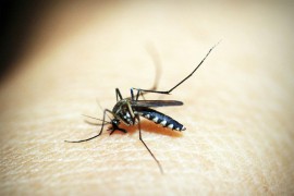 Raj na Zemlji: U ovoj državi nema komaraca